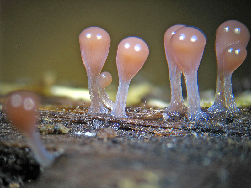 Trichia sp. e non solo...